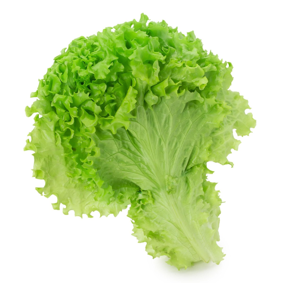 Green Leaf Lettuce