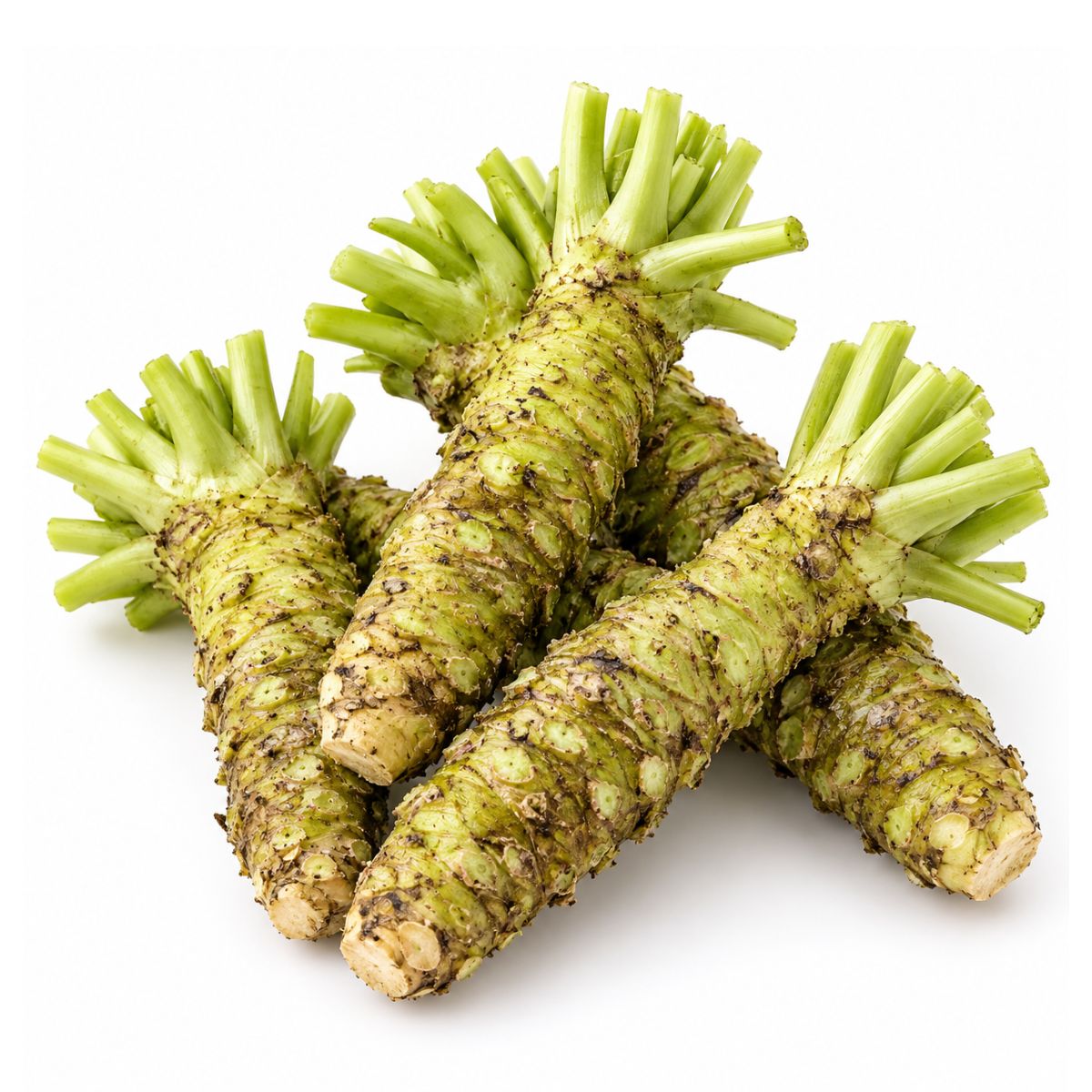 Fresh Wasabi Root
