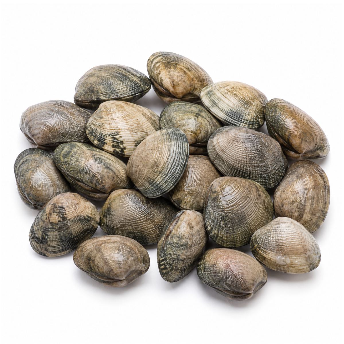 Manila Clam