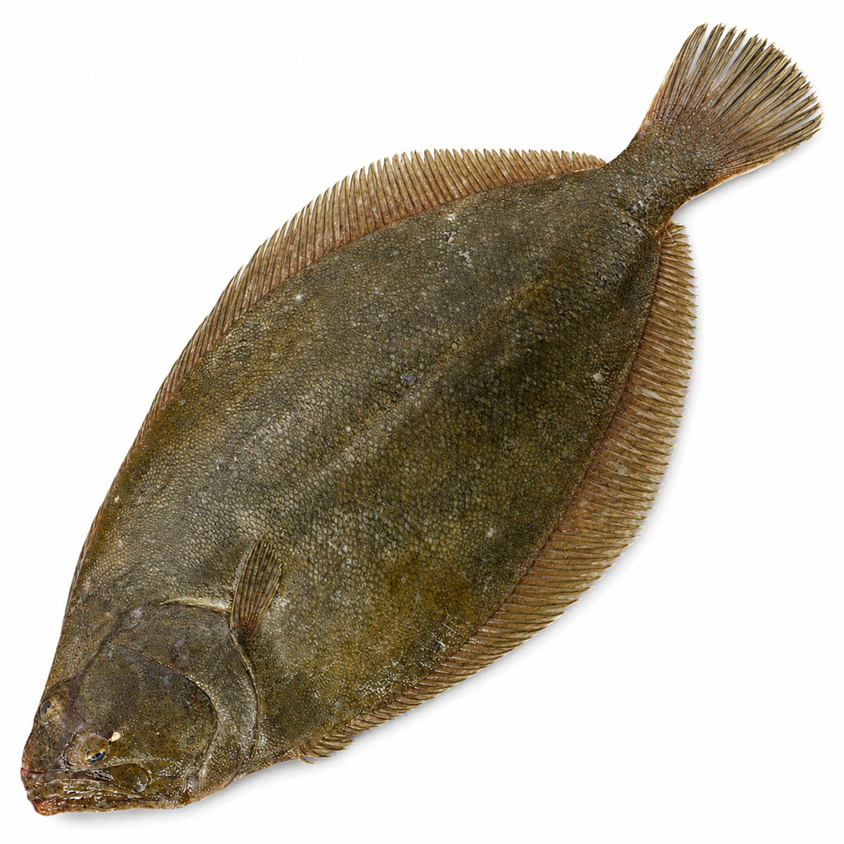 Flounder