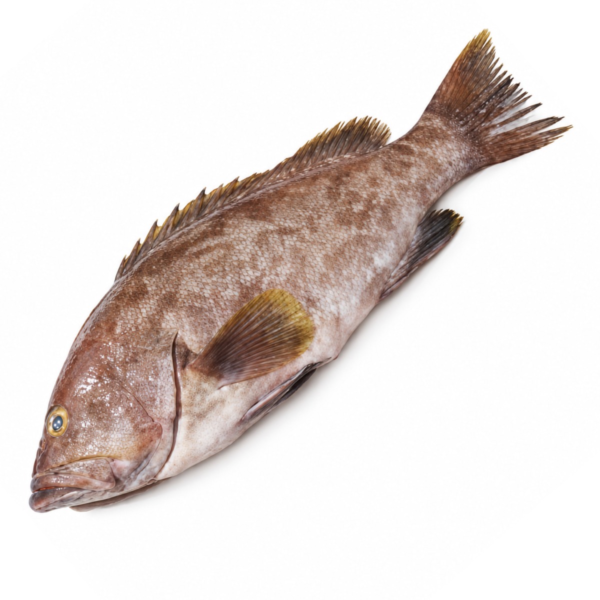 Fresh Grouper