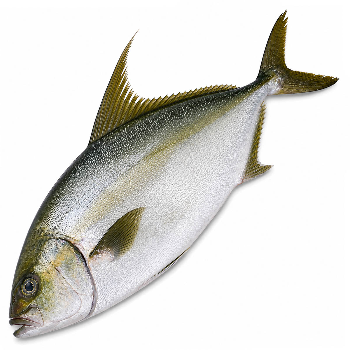 Hawaiian Kona Kanpachi