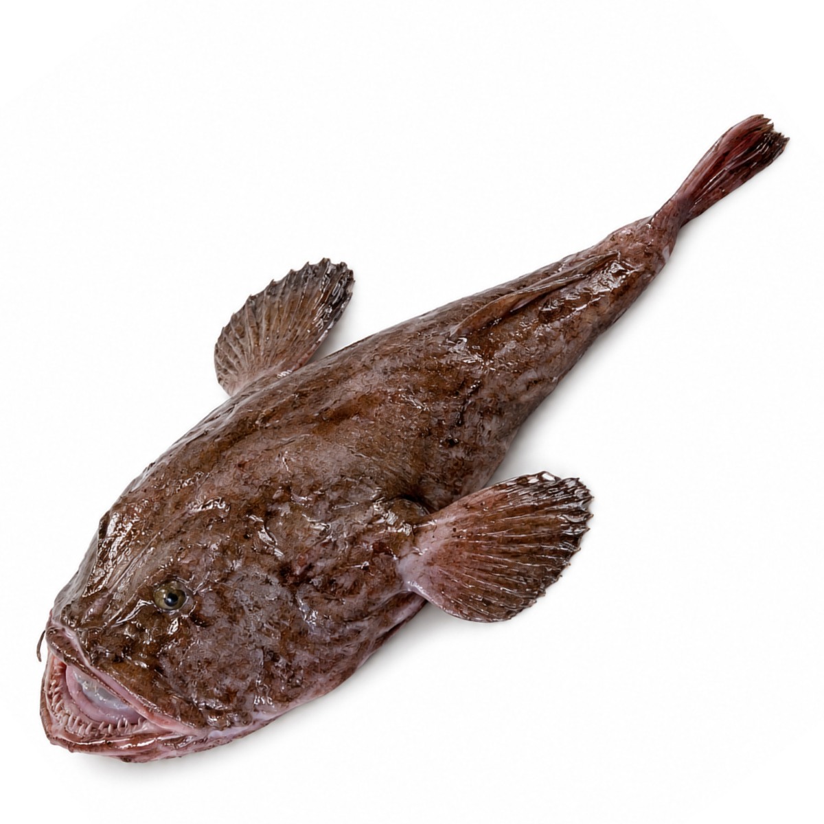 Monk Fish