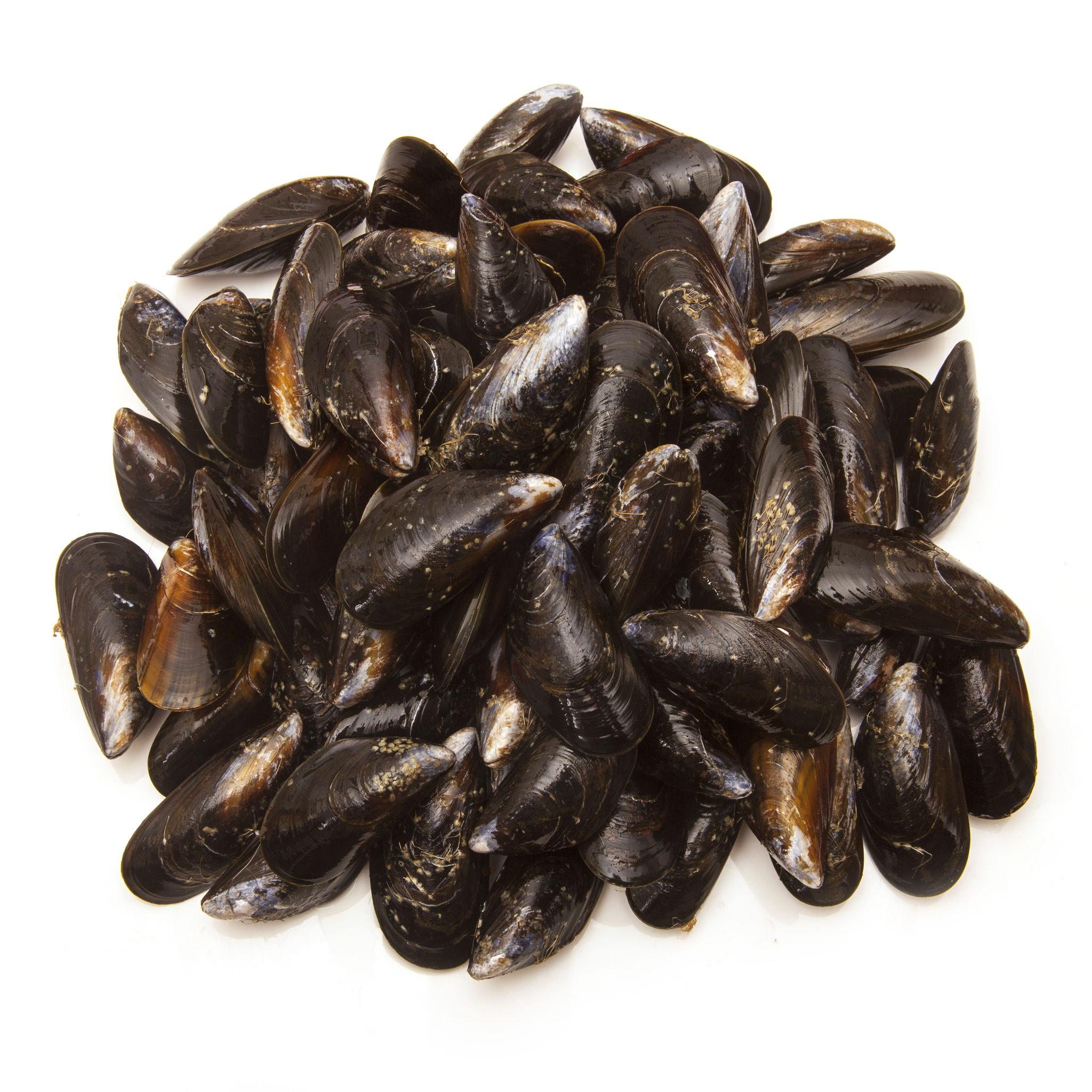 Black Mussel