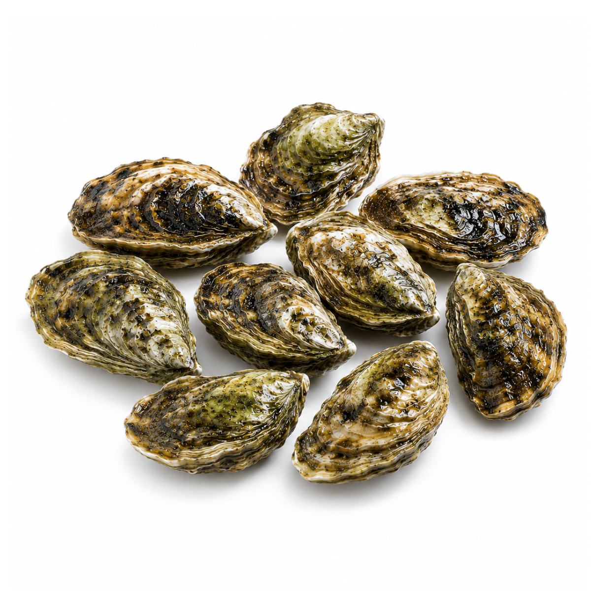 Shell Oyster
