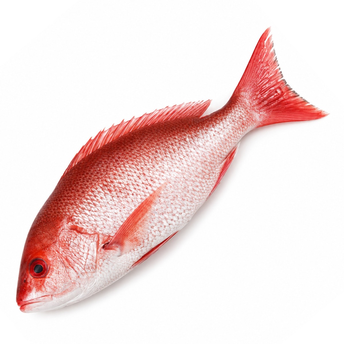 Red Snapper