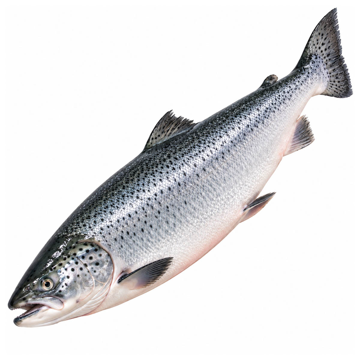 Fresh Whole Salmon (Farm Raised)