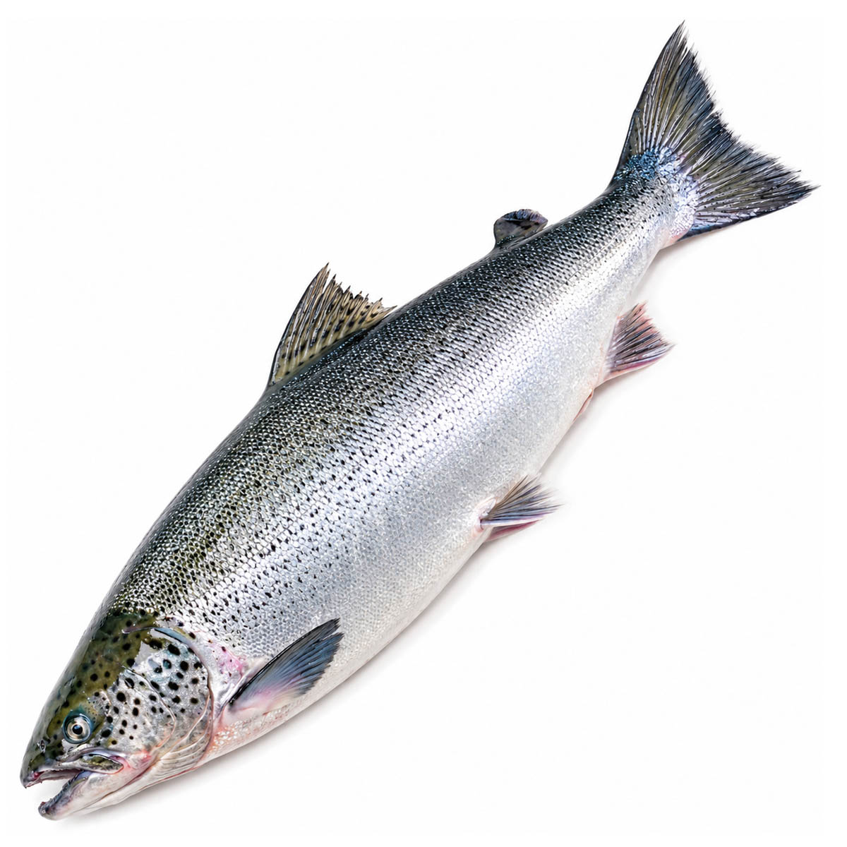 Fresh Whole Salmon Chilean (Farm Raised)