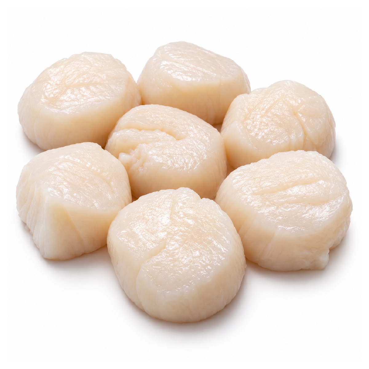 Sea Scallop U10