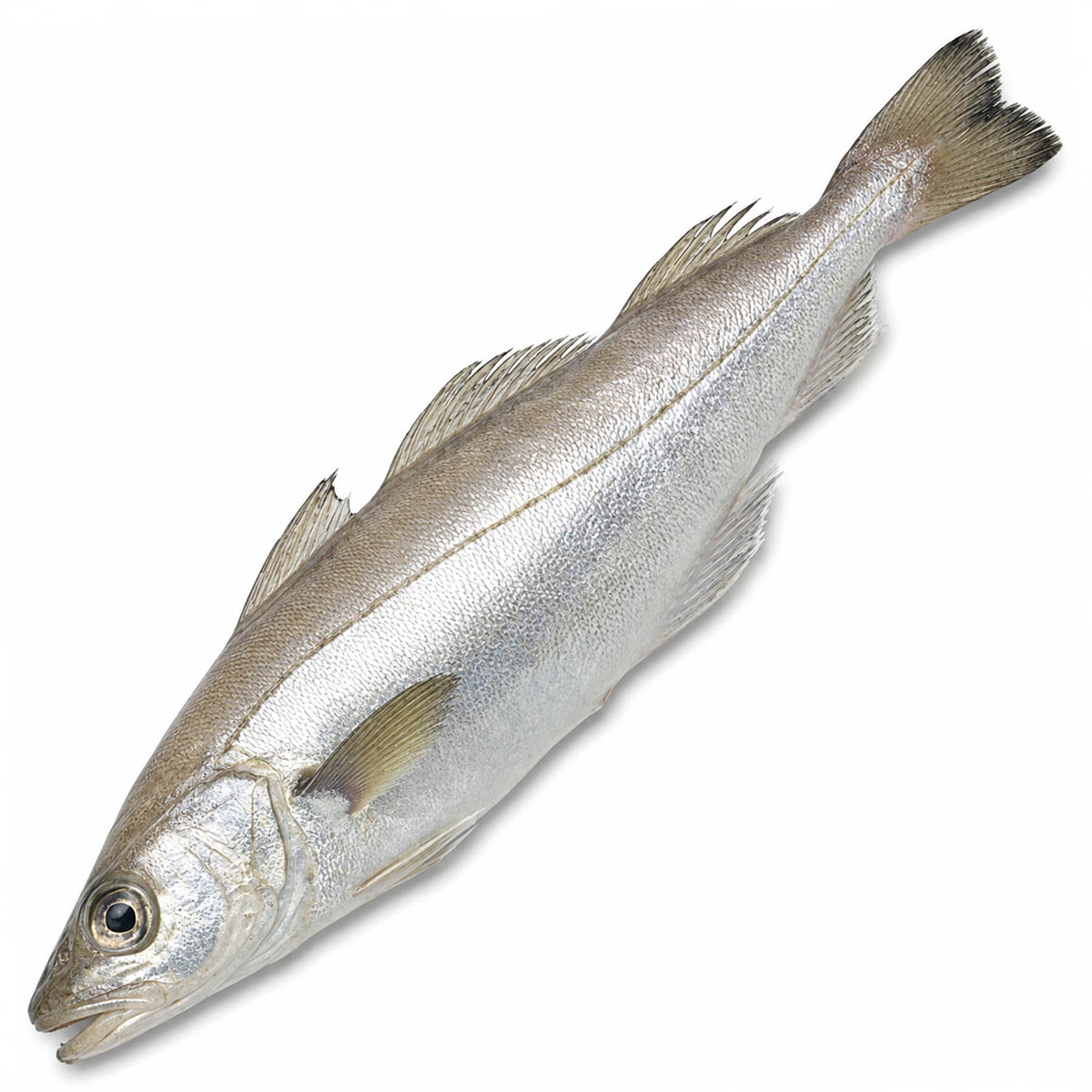 Whiting
