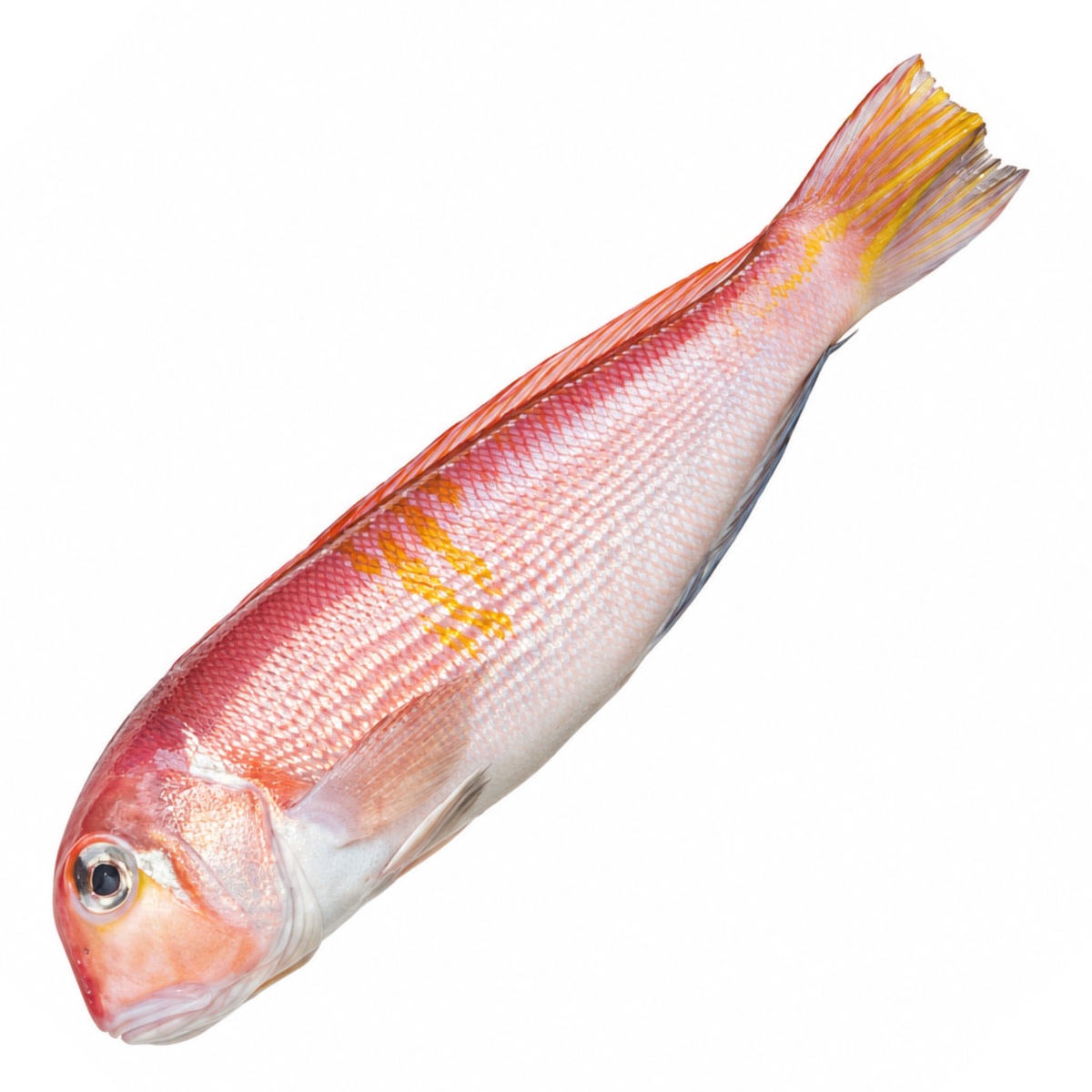Amadai (Tilefish)