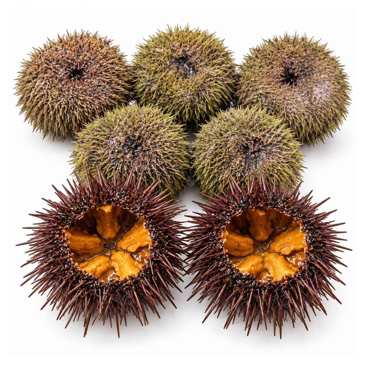 Live Maine Uni (Live Sea Urchin)